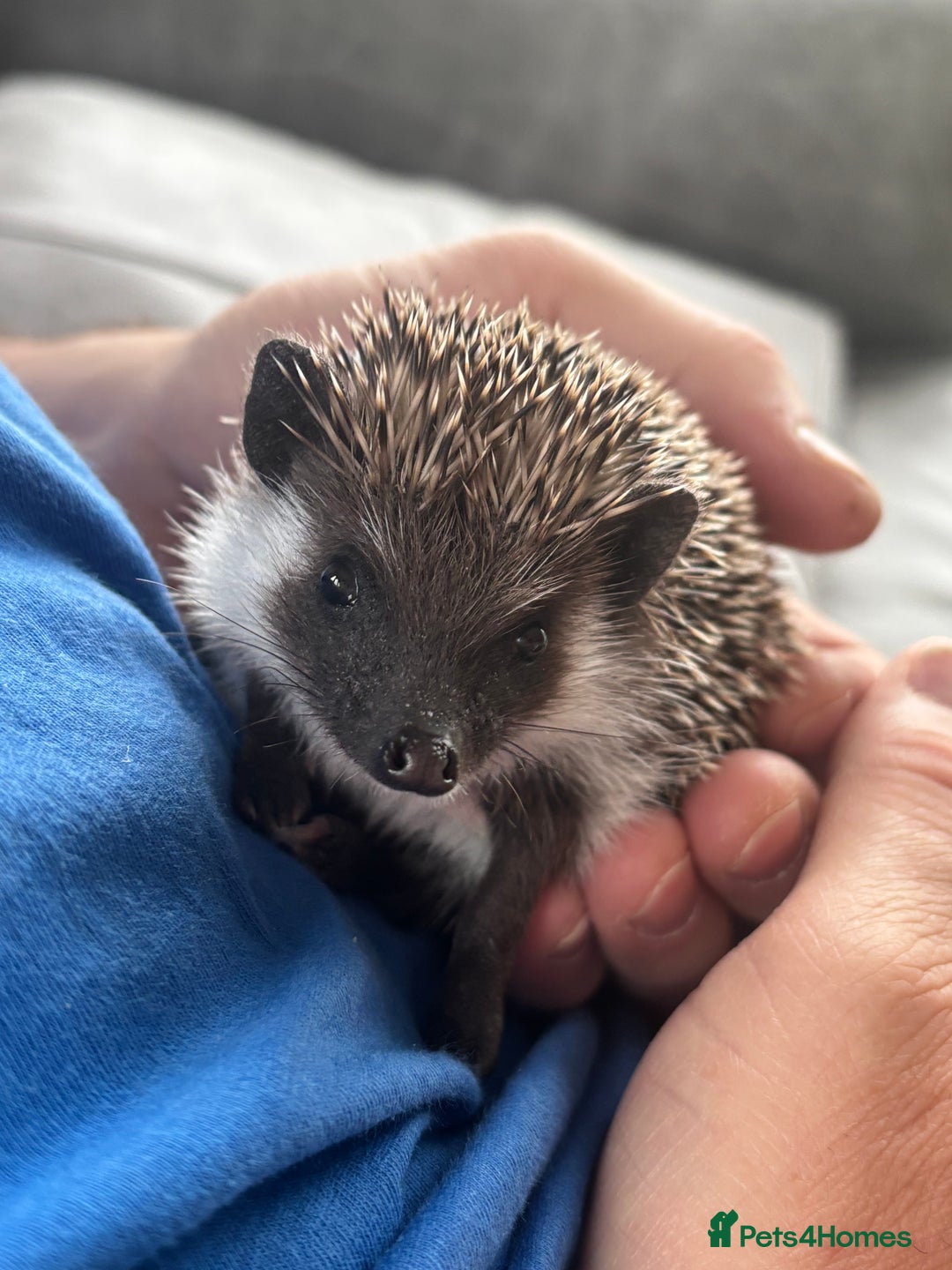 Pygmy Hedgehog rodents for sale: Pygmy hedgehog potential breeding trio  - Image 5