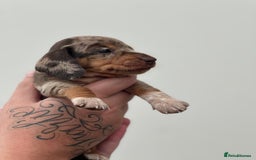 Miniature Dachshund dogs for sale: Smooth haired Miniature Dachshund - Image 26