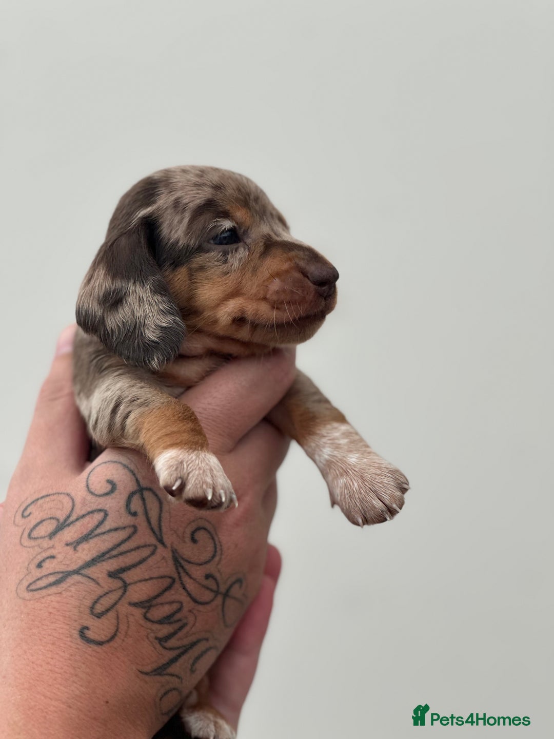 Miniature Dachshund dogs for sale: Smooth haired Miniature Dachshund - Image 26