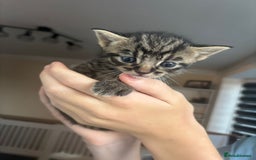 Mixed Breed cats for sale: Three tabby cats.  - Image 4