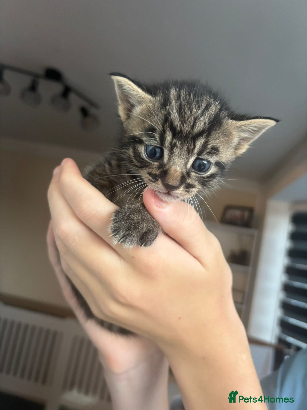 Mixed Breed cats for sale: Three tabby cats.  - Image 4