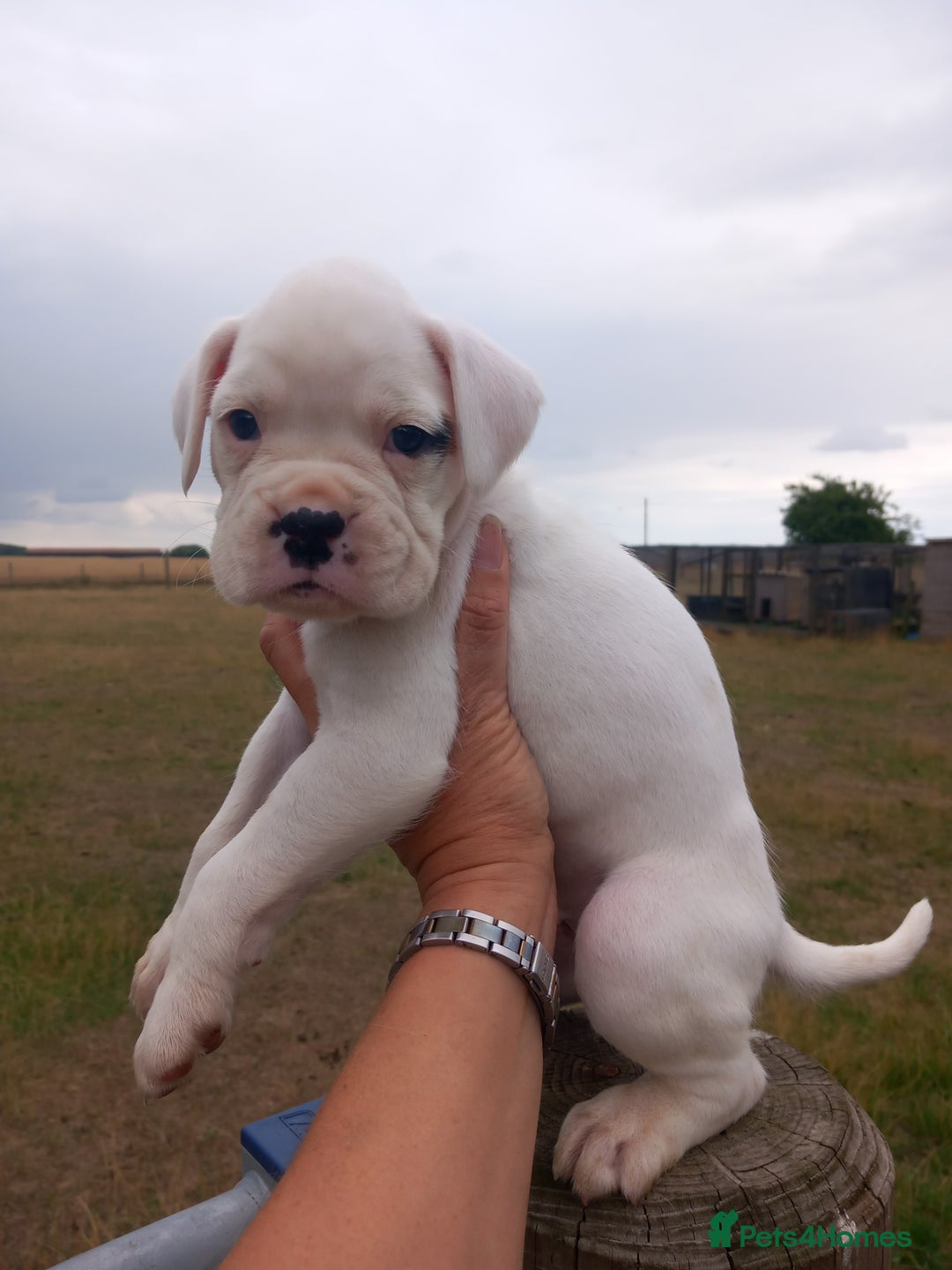Boxer dogs for sale: Beautiful chunky Boxer puppies - Image 9