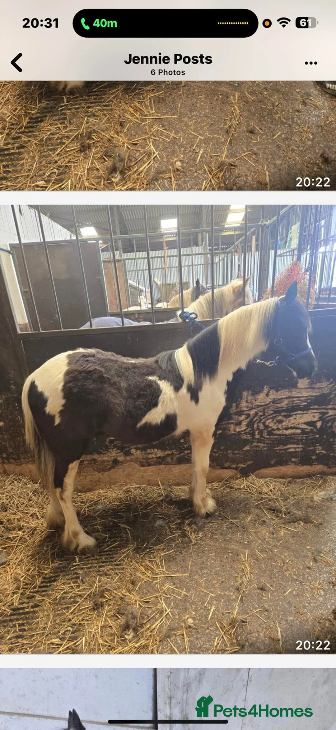 Irish Cob horses for sale: Stowaway stable name Rufus in Manchester - Advert 2