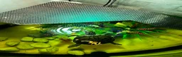 Turtle reptiles for sale: Mississipi Map Turtle - Advert 2