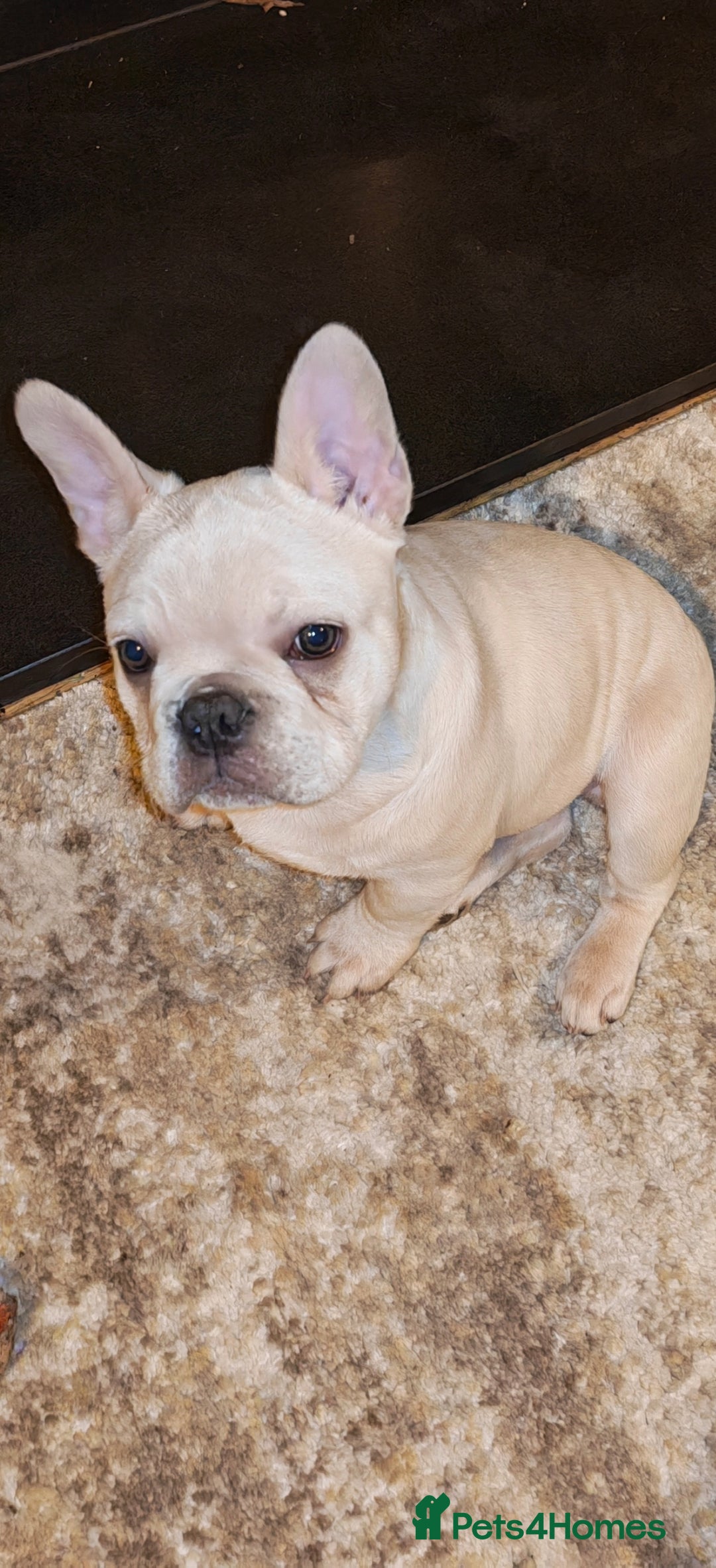 French Bulldog dogs for sale: 13 week old KC registered French bulldog - Advert 7