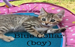 Bengal cats for sale: Beautiful litter of spotted Bengal kittens - Ready - Image 8