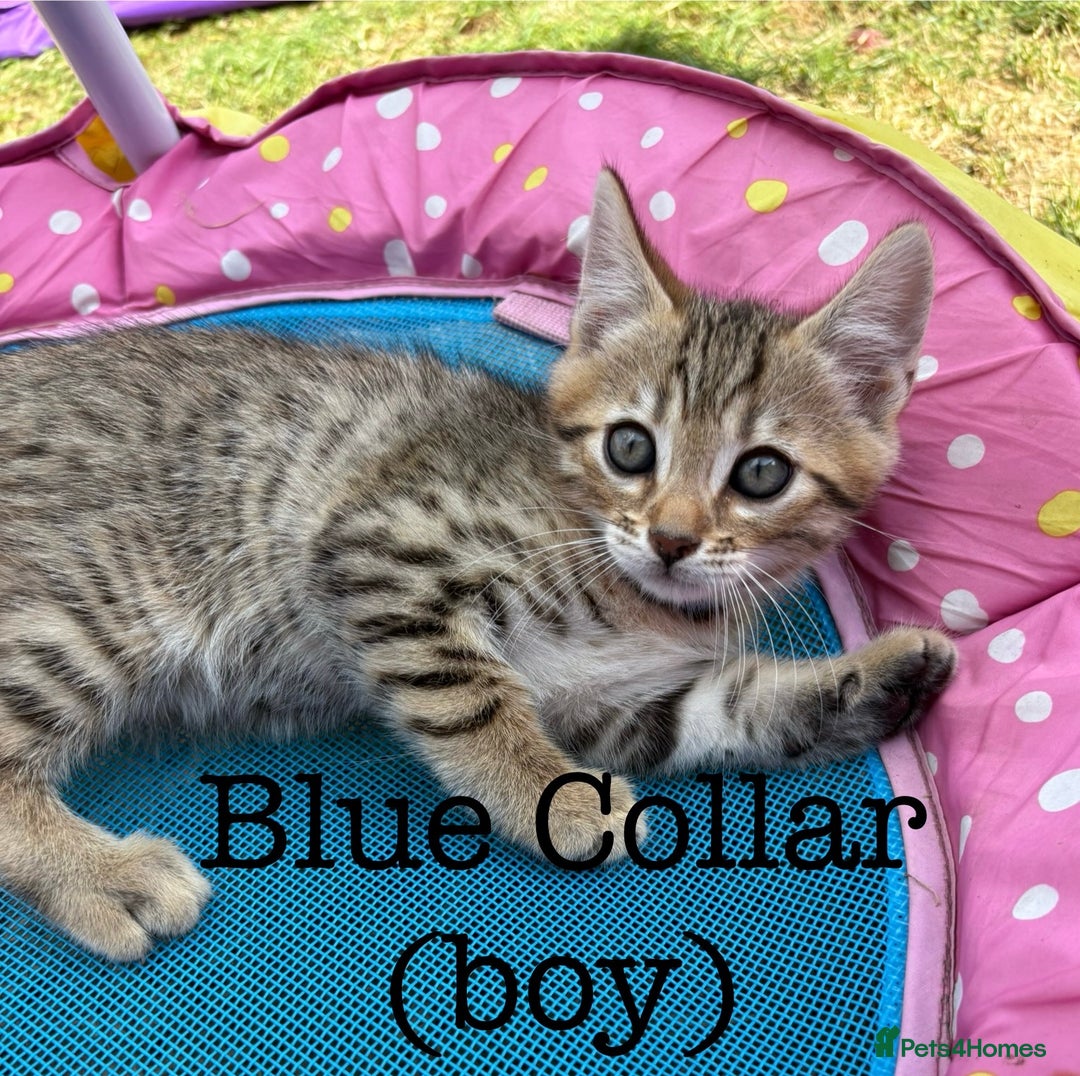 Bengal cats for sale: Beautiful litter of spotted Bengal kittens - Ready - Image 8