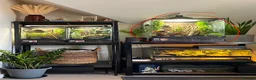 Gecko reptiles for sale: Zoomed 45x45x60cm Terrarium/Reptile Enclosure in Huntingdon - Advert 2