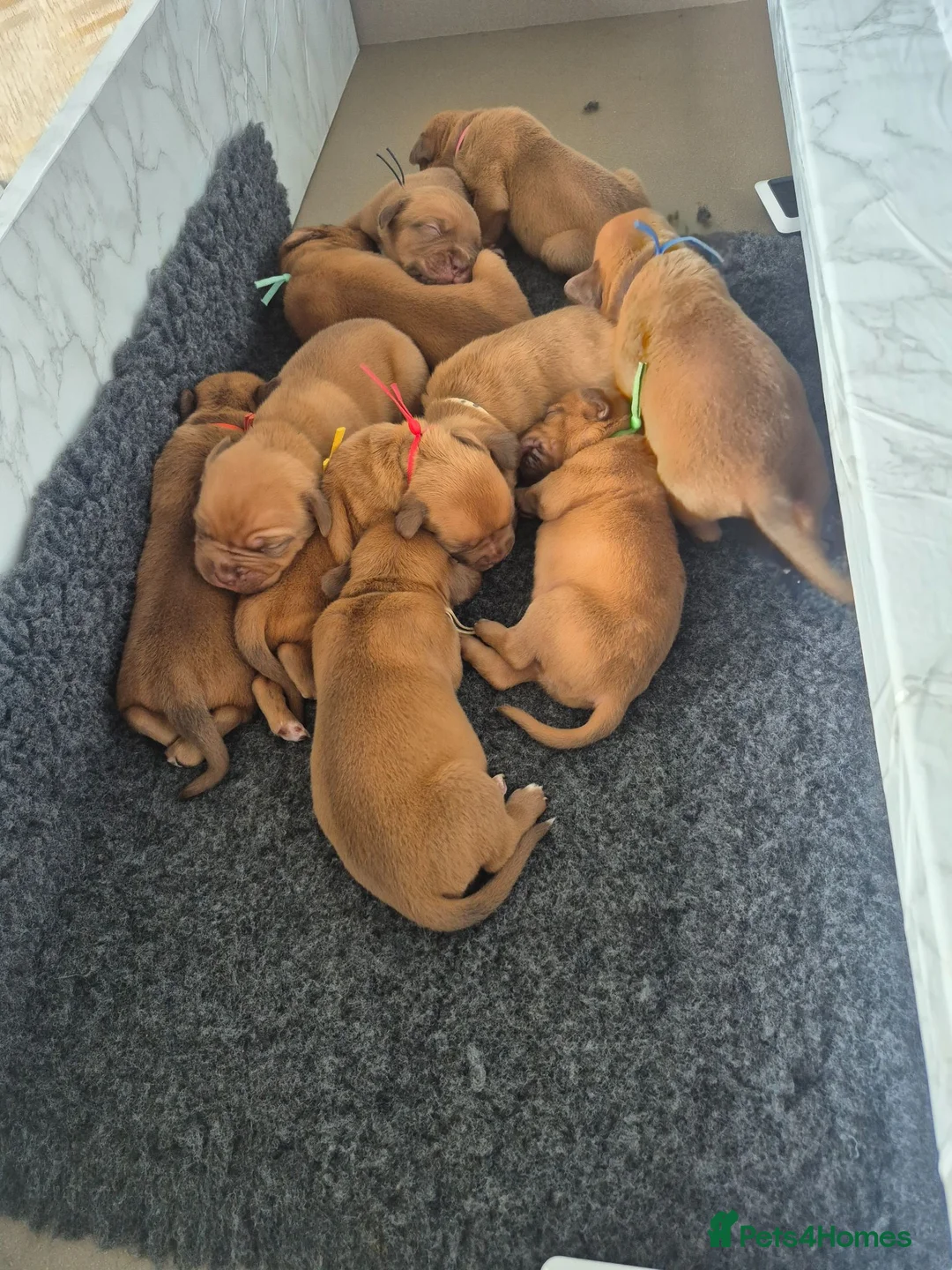 Dogue De Bordeaux dogs for sale: Quality litter of Dogue de Bordeux  - Advert 9