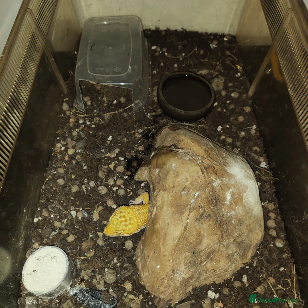 Leopard Gecko reptiles for sale: 🦎 Leopard Gecko in London - Advert 8