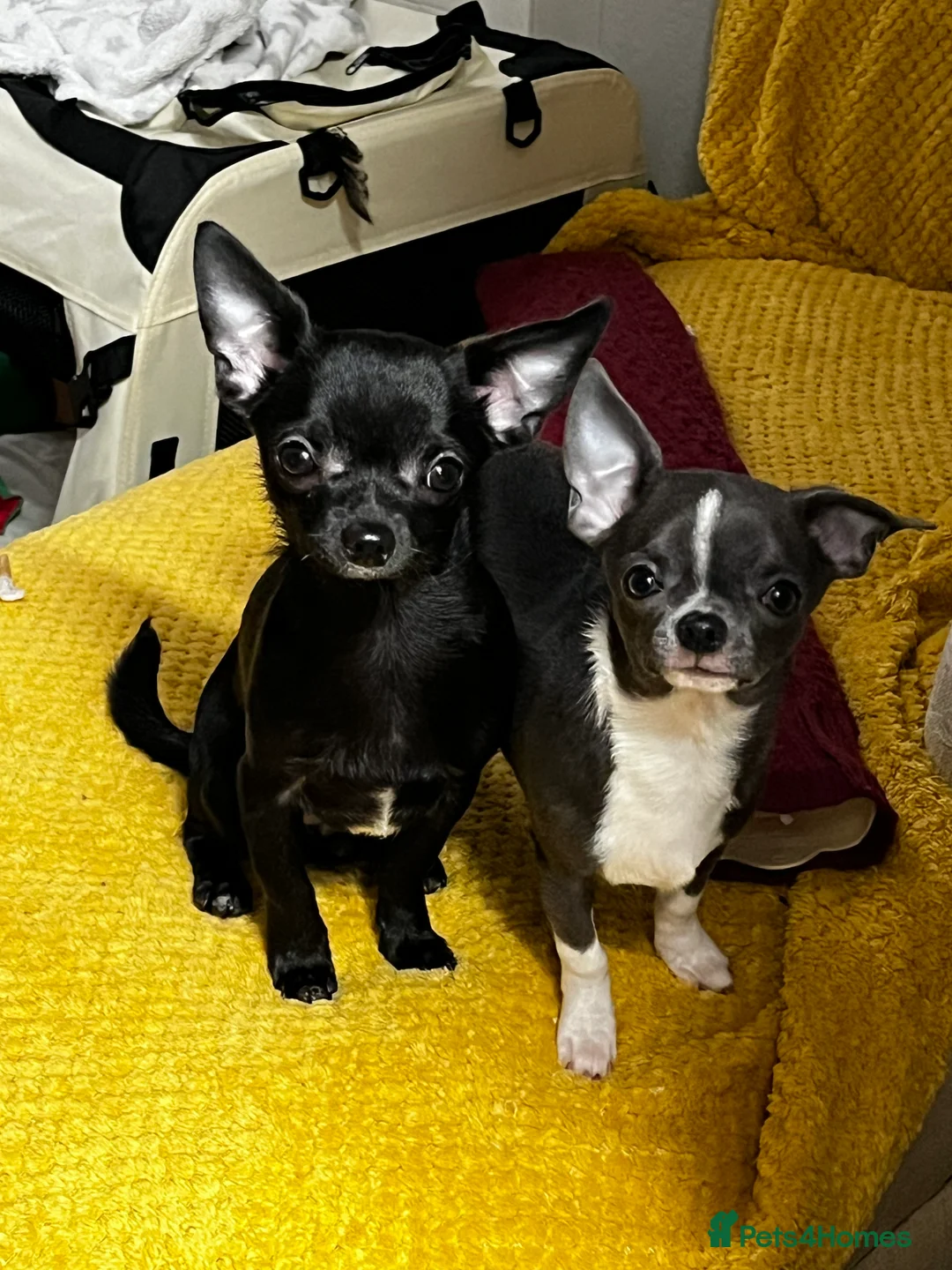 Chihuahua dogs for sale: Purebred Male Chihuahua Puppy - Advert 4