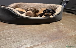 Cocker Spaniel dogs for sale: Wonderful show type cocker spaniels - Image 14