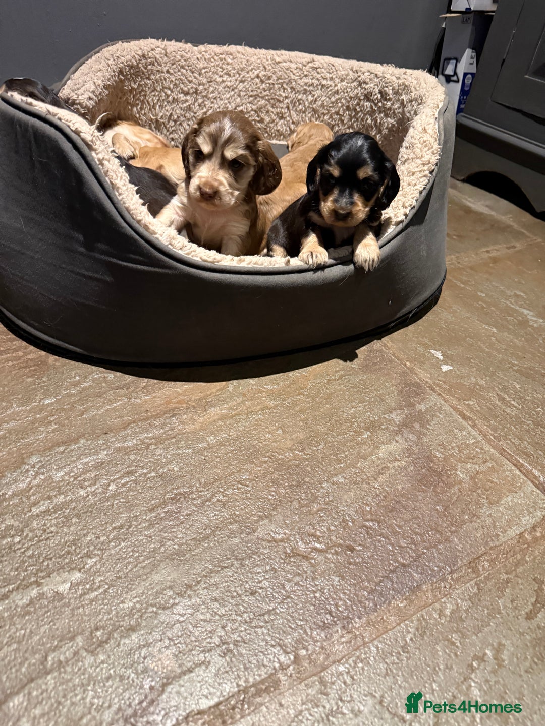 Cocker Spaniel dogs for sale: Wonderful show type cocker spaniels - Image 14