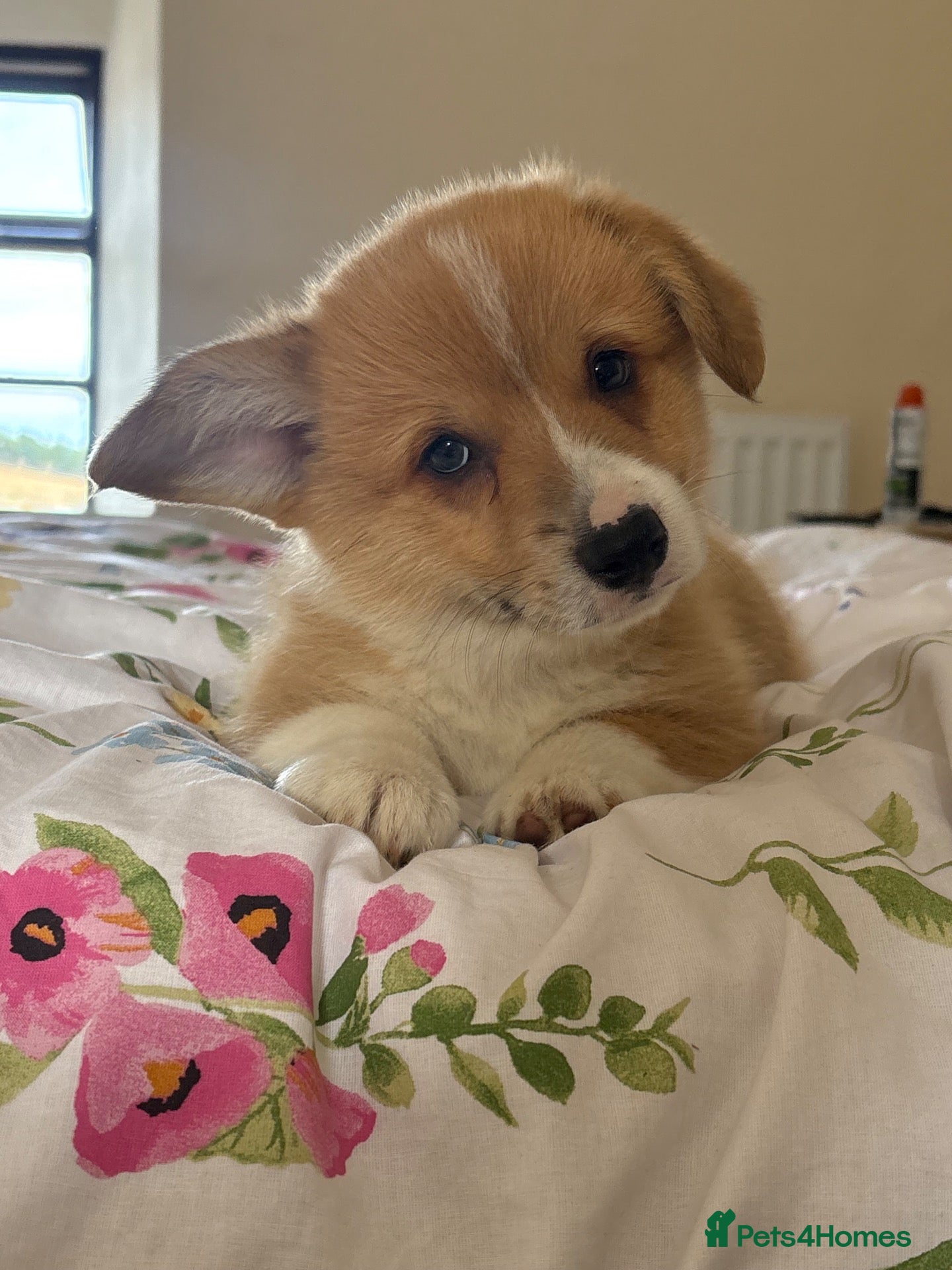 Welsh Corgi Pembroke dogs KC Pembrokeshire Corgi Puppies with Champion Lines - Advert 1