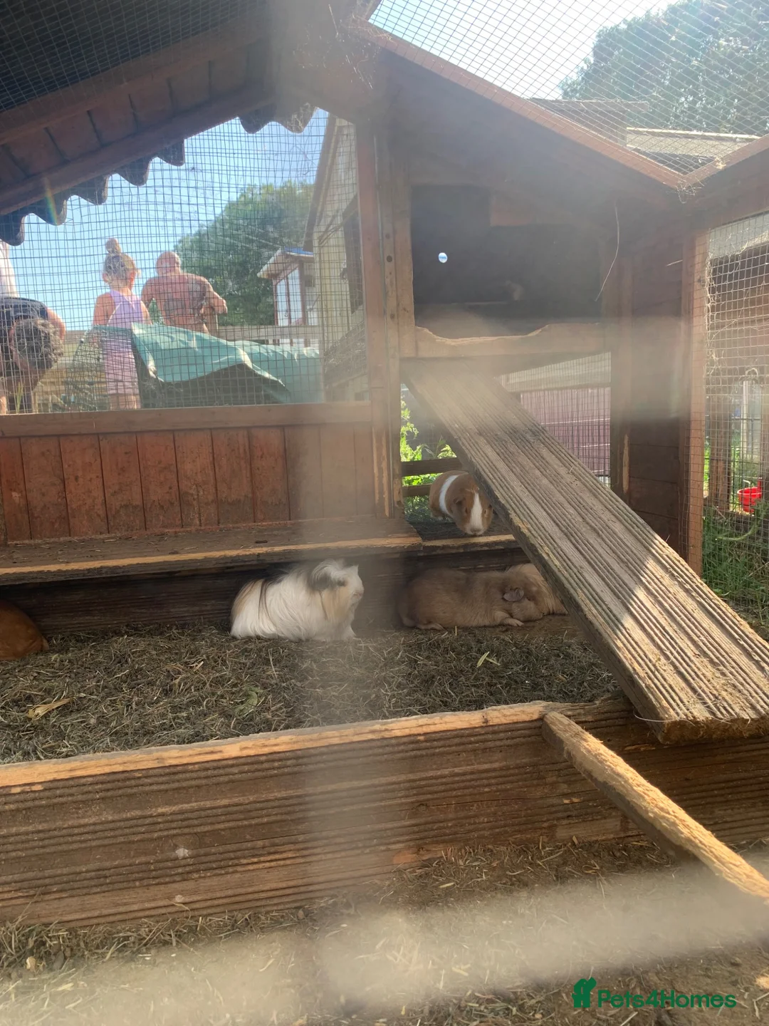 Guinea Pig rodents for sale: Loads of guinea pigs for sale - Advert 7