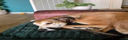 Lurcher dogs for sale: Lurcher for sale - Advert 3