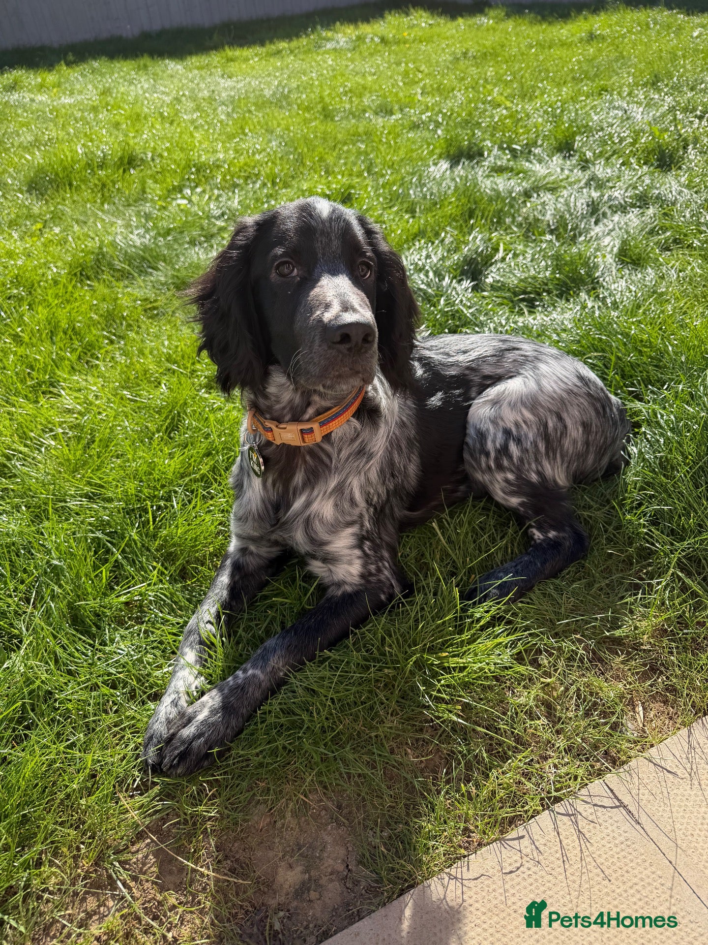 Sprocker dogs 6 month old sprocker puppy - Advert 9