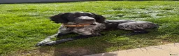 Sprocker dogs for sale: 6 month old sprocker puppy - Advert 1