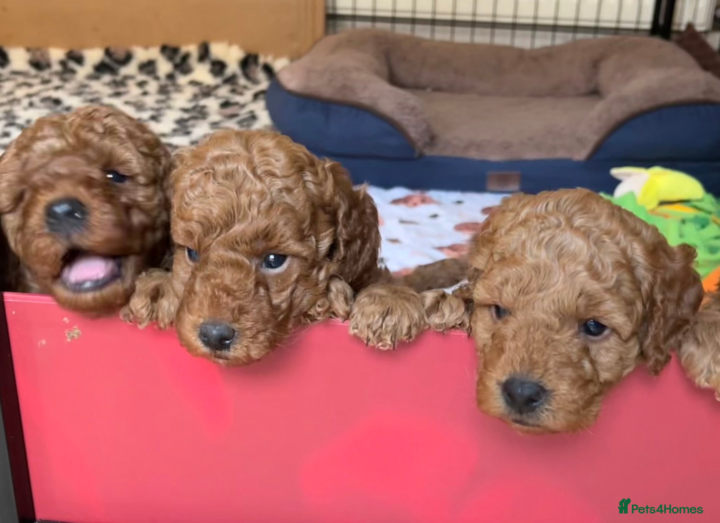 Miniature Poodle dogs Red miniature poodle pups-parentsDNA health tested - Advert 4
