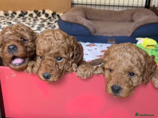 Miniature Poodle dogs Red miniature poodle pups-parentsDNA health tested - Advert 4