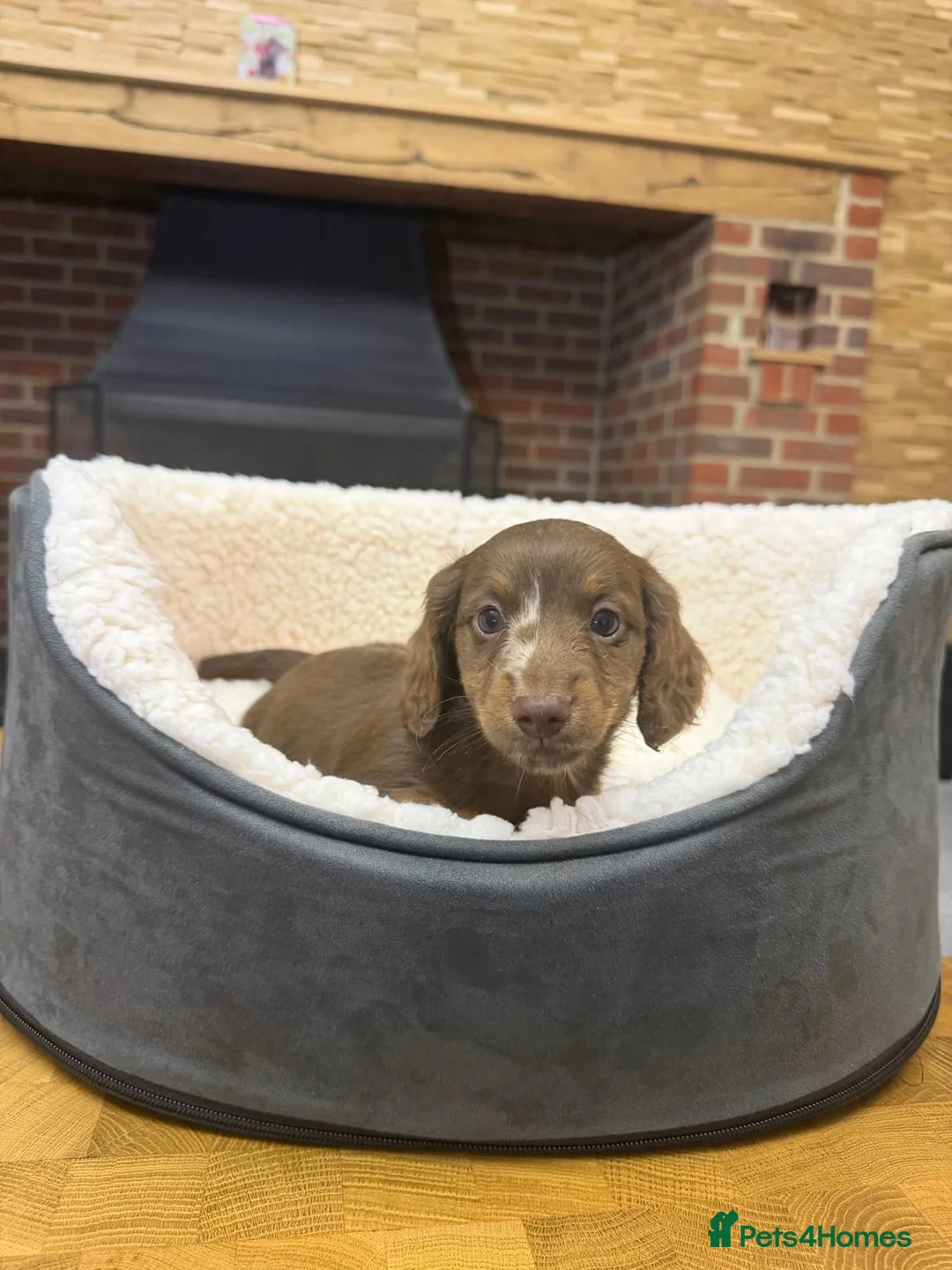 Miniature Dachshund dogs for sale: Longcoat Miniature Dachshunds  - Advert 18