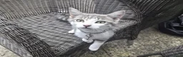 Mixed Breed cats for sale: Beautiful Female  - Advert 4