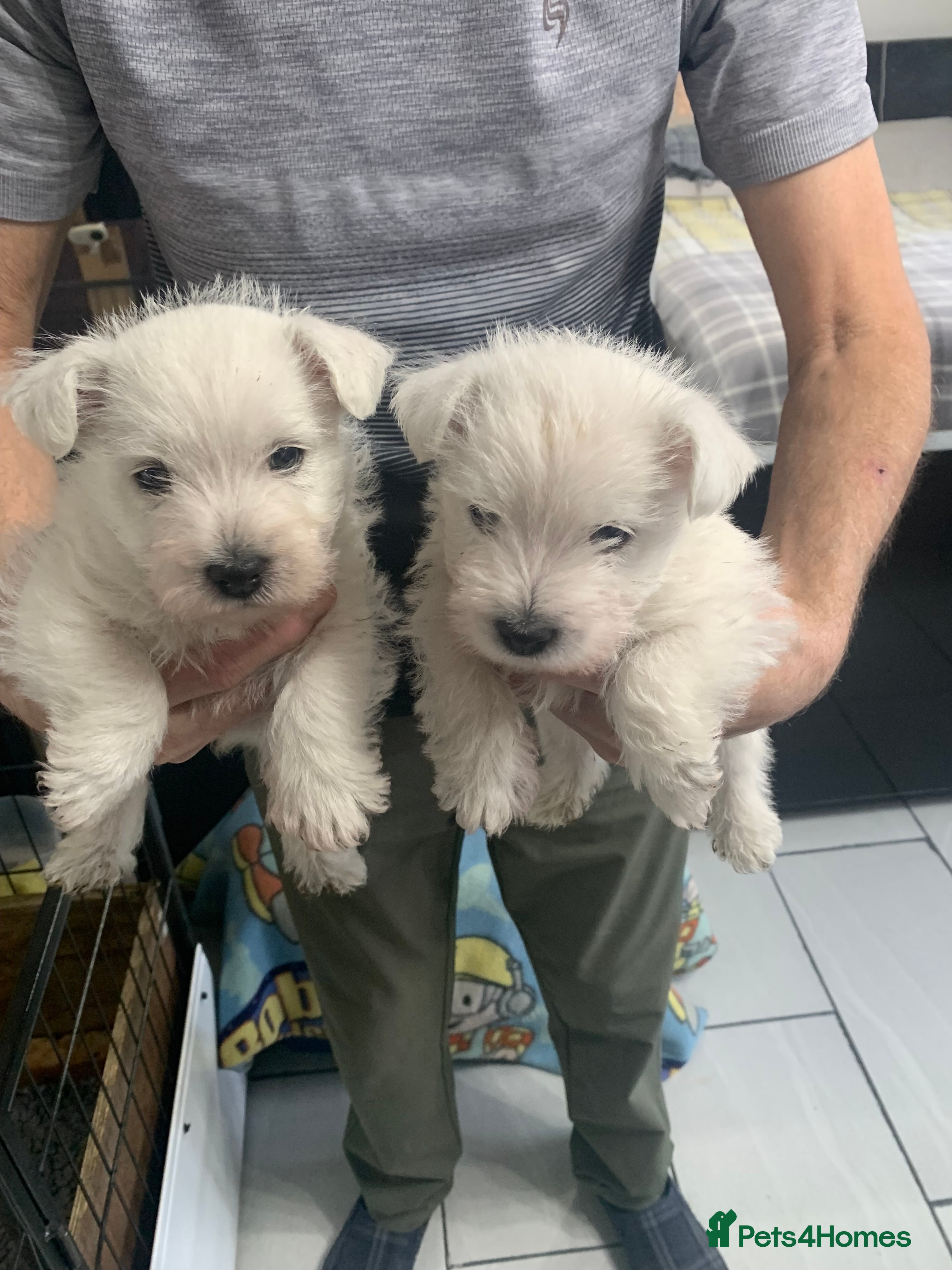 West Highland Terrier dogs Two Beautiful west highland puppies  - Advert 5