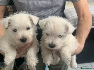 West Highland Terrier dogs Two Beautiful west highland puppies - Advert 5