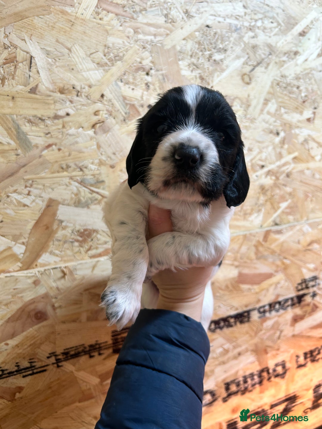 English Springer Spaniel dogs for sale: Working Springer Spaniel Puppies  - Advert 5