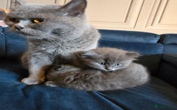 British Shorthair cats for sale: Gorgeous half British short-hair kittens - Image 11