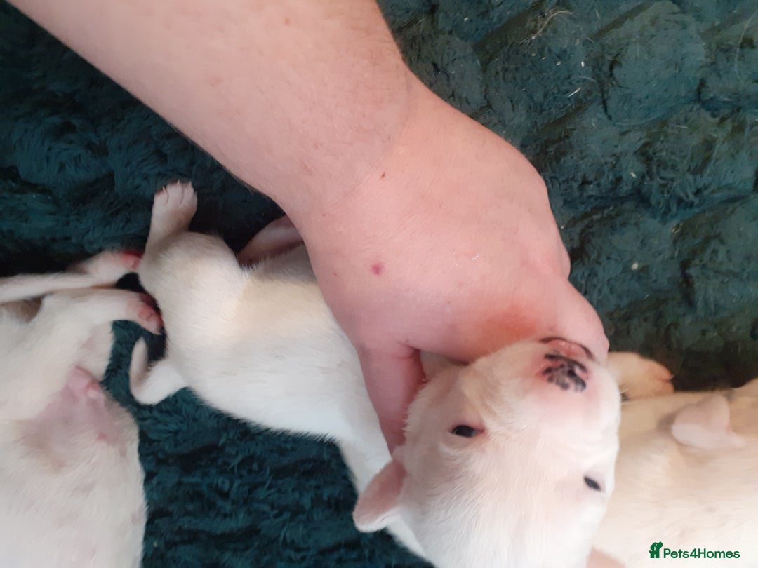 Mixed Breed dogs for sale: American Bulldog puppies - Image 3