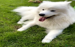 Samoyed dogs for stud: Purebred KC Registered SAMOYED Stud for Breeding  in Reading - Image 6
