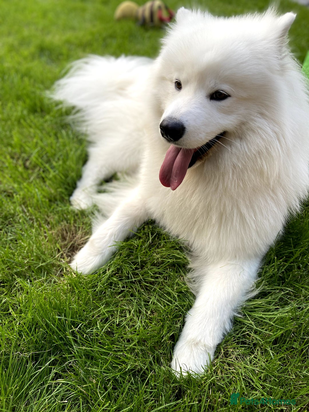 Samoyed dogs for stud: Purebred KC Registered SAMOYED Stud for Breeding  in Reading - Image 6