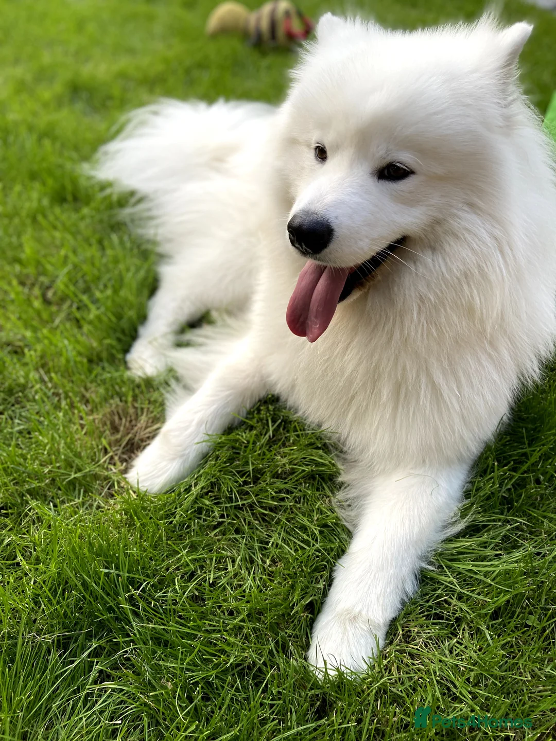 Samoyed dogs for stud: Purebred KC Registered SAMOYED Stud for Breeding  in Reading - Advert 6