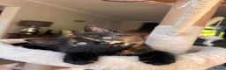 Mixed Breed cats for sale: Beautiful 8-Wk-Old Kittens Ready for Loving Homes - Advert 7