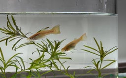 Other/Mixed Breed fish for sale: Mixed guppies 2-3 cm; guppy Fry. Fast delivery - Image 5