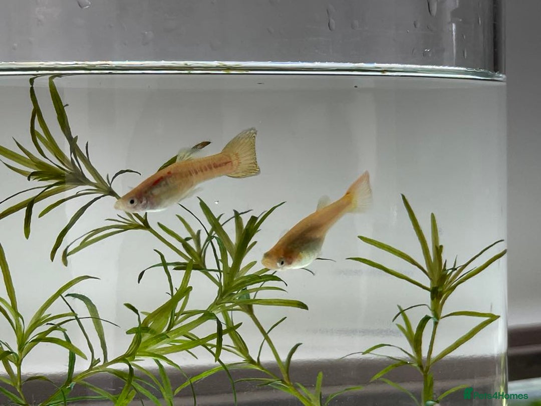 Other/Mixed Breed fish for sale: Mixed guppies 2-3 cm; guppy Fry. Fast delivery - Image 5