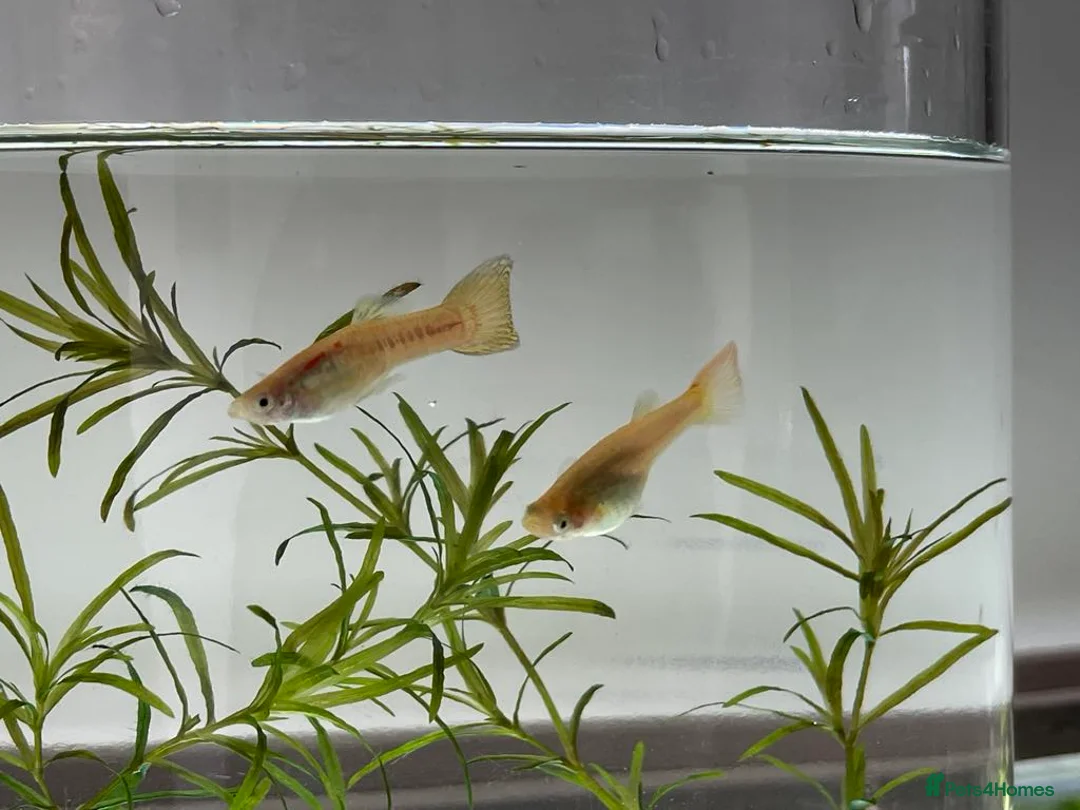 Other/Mixed Breed fish for sale: Mixed guppies 2-3 cm; guppy Fry. Fast delivery - Advert 5