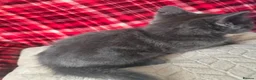 Mixed Breed cats for sale: 8 week old grey fluffy male  - Advert 4