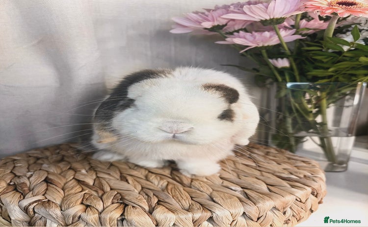 Mini Lop rabbits Stunning mini lop buck - Advert 1