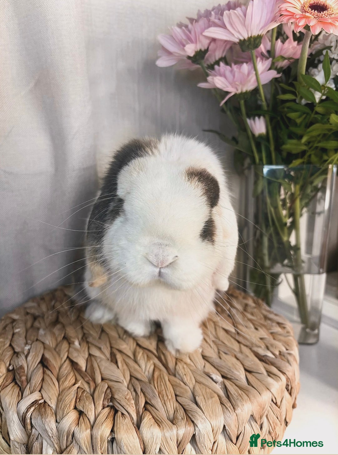 Mini Lop rabbits for sale: Stunning mini lop buck  - Advert 1
