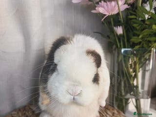Mini Lop rabbits Stunning mini lop buck - Advert 15