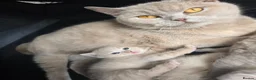 British Shorthair cats for sale: ❤️TICA CHUNKY BABIES❤️ - Advert 1