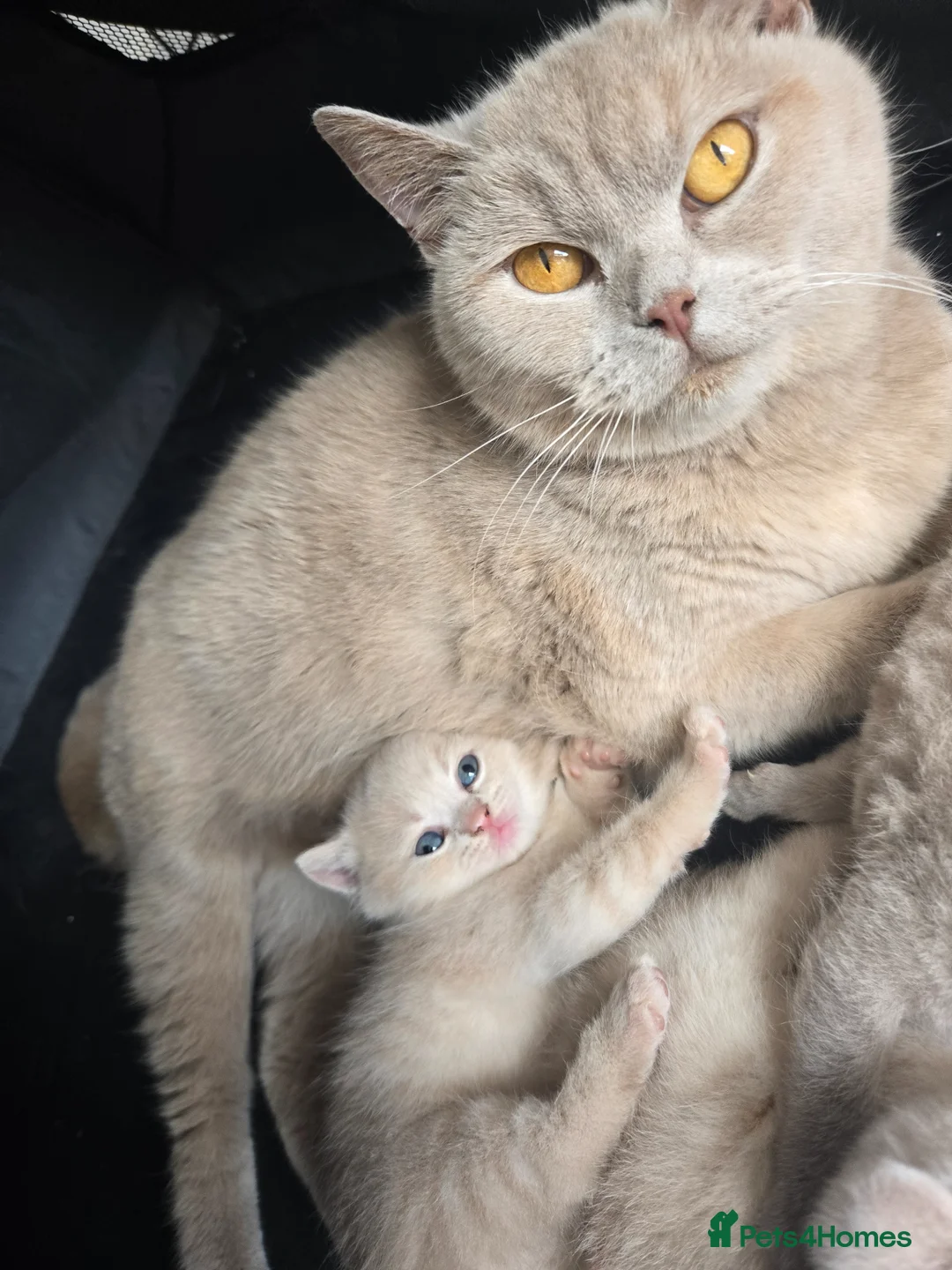 British Shorthair cats for sale: ❤️TICA CHUNKY BABIES❤️ - Advert 1