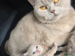 British Shorthair cats ❤️4 week old babies❤️ - Advert 3