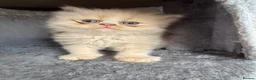 Persian cats for sale: 🐾 Persian Kittens for Sale 🐾 - Advert 3