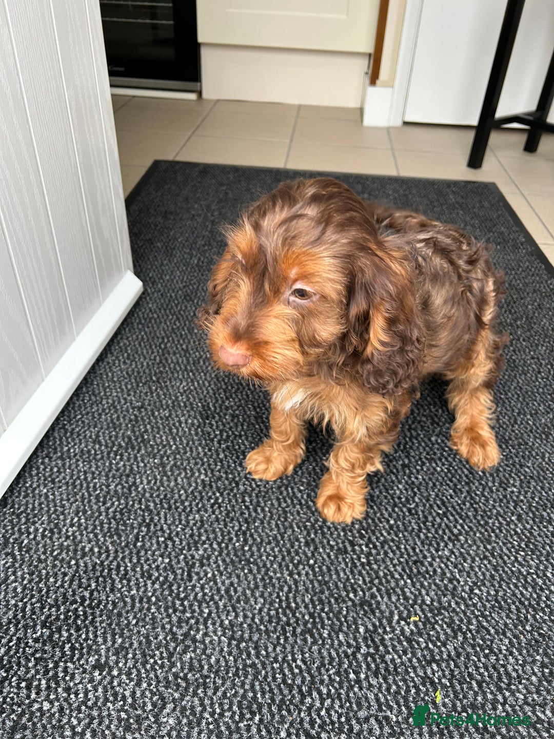 Cockapoo dogs for sale: Cockapoo  - Advert 5