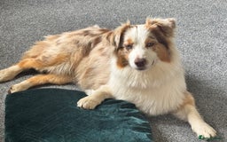 Australian Shepherd dogs for sale: KC registered Australian shepherd puppies  - Image 14