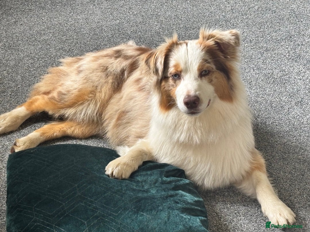 Australian Shepherd dogs for sale: KC registered Australian shepherd puppies  - Image 14
