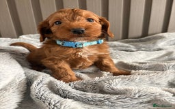 Cockapoo dogs for sale: Health Tested Fox Red Cockapoo  - Image 11